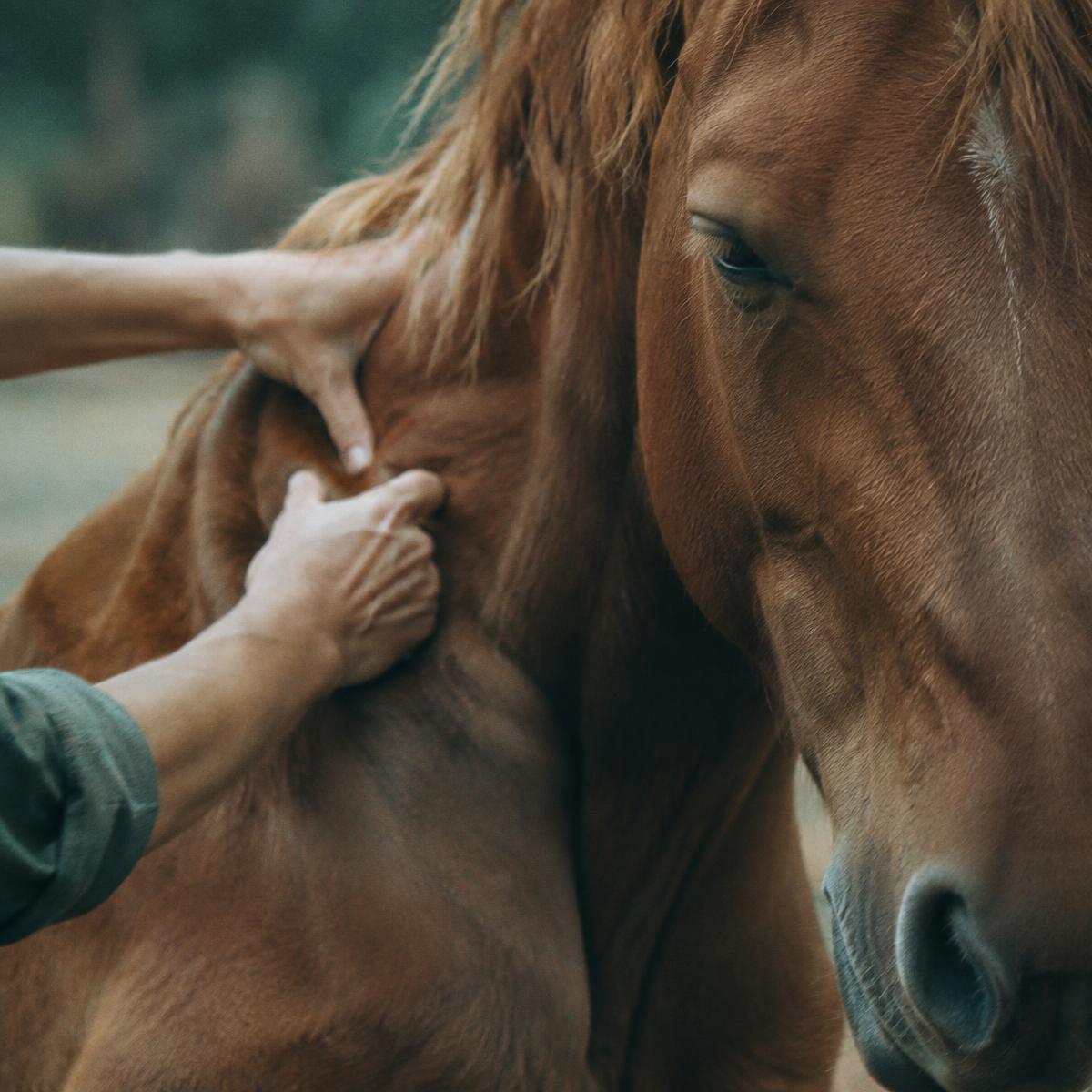 Mains qui massent l'épaule d'un cheval alezan